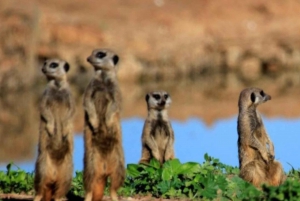 Całodniowe safari w Parku Narodowym Addo Elephant: Port Elizabeth