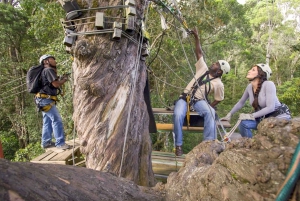 Garden Route National Park: Tsitsikamma Zipline Canopy Tour