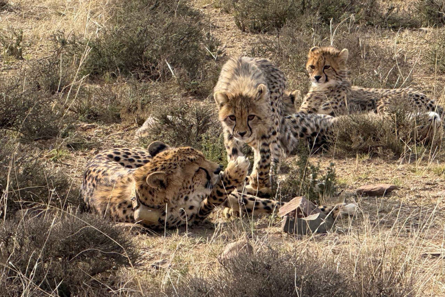 Национальный парк Аддо-Элефант и Маунтин-Зебра: двухдневное сафари