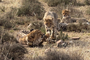 Национальный парк Аддо-Элефант и Маунтин-Зебра: двухдневное сафари