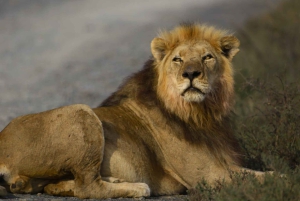 Национальный парк Аддо-Элефант и Маунтин-Зебра: двухдневное сафари