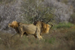 Национальный парк Аддо-Элефант и Маунтин-Зебра: двухдневное сафари