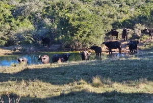 Национальный парк Аддо-Элефант и Маунтин-Зебра: двухдневное сафари