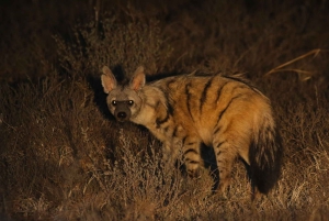 Национальный парк Аддо-Элефант и Маунтин-Зебра: двухдневное сафари
