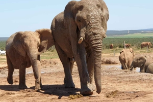 Национальный парк Аддо-Элефант и Маунтин-Зебра: двухдневное сафари