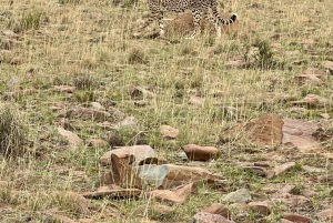 Национальный парк Аддо-Элефант и Маунтин-Зебра: двухдневное сафари