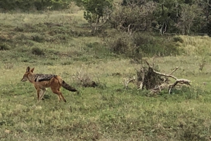 Национальный парк Аддо-Элефант и Маунтин-Зебра: двухдневное сафари