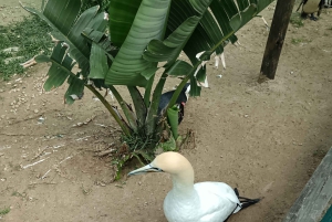 Gqeberha: Połączenie Parku Narodowego Addo Elephant i wycieczki wzdłuż wybrzeża