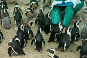 Gqeberha: Połączenie Parku Narodowego Addo Elephant i wycieczki wzdłuż wybrzeża