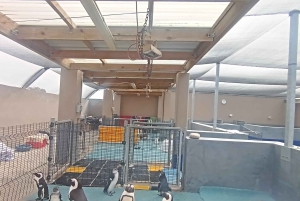 Gqeberha: Połączenie Parku Narodowego Addo Elephant i wycieczki wzdłuż wybrzeża