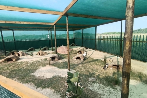 Gqeberha: Połączenie Parku Narodowego Addo Elephant i wycieczki wzdłuż wybrzeża