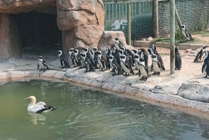 Gqeberha: Połączenie Parku Narodowego Addo Elephant i wycieczki wzdłuż wybrzeża