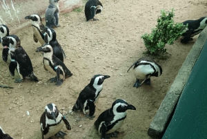 Gqeberha: Połączenie Parku Narodowego Addo Elephant i wycieczki wzdłuż wybrzeża