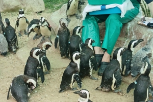 Gqeberha: Połączenie Parku Narodowego Addo Elephant i wycieczki wzdłuż wybrzeża