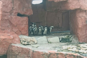 Gqeberha: Połączenie Parku Narodowego Addo Elephant i wycieczki wzdłuż wybrzeża