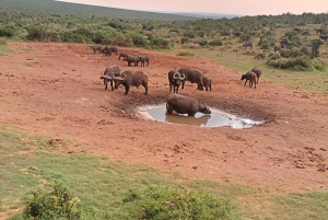 Gqeberha: Połączenie Parku Narodowego Addo Elephant i wycieczki wzdłuż wybrzeża