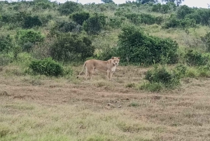 Gqeberha: Połączenie Parku Narodowego Addo Elephant i wycieczki wzdłuż wybrzeża