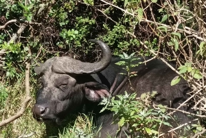 Gqeberha: Połączenie Parku Narodowego Addo Elephant i wycieczki wzdłuż wybrzeża