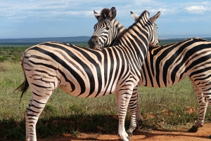 Gqeberha: Połączenie Parku Narodowego Addo Elephant i wycieczki wzdłuż wybrzeża