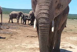 Gqeberha: Połączenie Parku Narodowego Addo Elephant i wycieczki wzdłuż wybrzeża