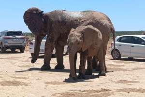 Gqeberha: Połączenie Parku Narodowego Addo Elephant i wycieczki wzdłuż wybrzeża