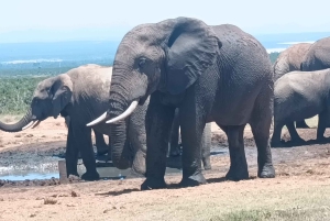 Gqeberha: Połączenie Parku Narodowego Addo Elephant i wycieczki wzdłuż wybrzeża