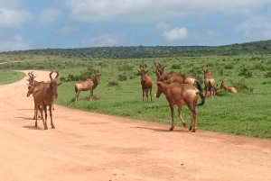 Gqeberha: Połączenie Parku Narodowego Addo Elephant i wycieczki wzdłuż wybrzeża