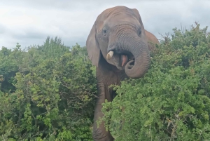 Gqeberha: Połączenie Parku Narodowego Addo Elephant i wycieczki wzdłuż wybrzeża