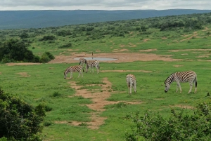 Gqeberha: Połączenie Parku Narodowego Addo Elephant i wycieczki wzdłuż wybrzeża