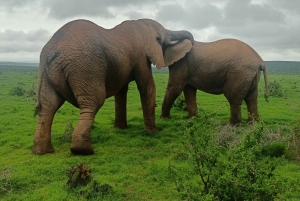 Gqeberha: Połączenie Parku Narodowego Addo Elephant i wycieczki wzdłuż wybrzeża