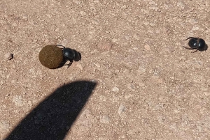 Gqeberha: Połączenie Parku Narodowego Addo Elephant i wycieczki wzdłuż wybrzeża