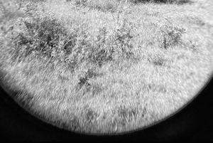 Gqeberha: Połączenie Parku Narodowego Addo Elephant i wycieczki wzdłuż wybrzeża