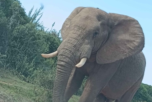 Gqeberha: Połączenie Parku Narodowego Addo Elephant i wycieczki wzdłuż wybrzeża