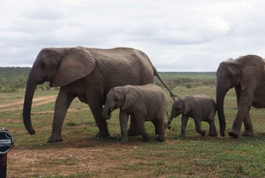Autobus hop-on hop-off między Kapsztadem a Port Elizabeth
