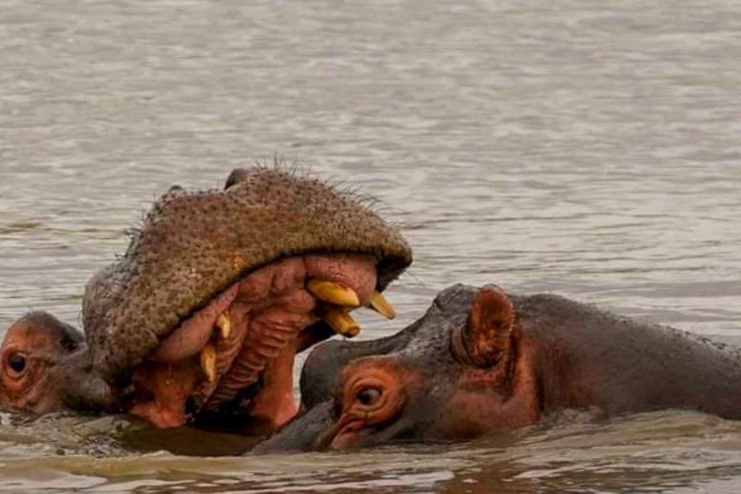 Johannesburg: 10-tägige Tour zu den Victoriafällen und entlang der Garden Route