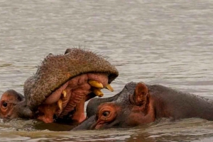 Johannesburg: 10-tägige Tour zu den Victoriafällen und entlang der Garden Route