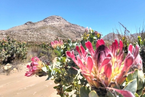 Johannesburg: 10-tägige Tour zu den Victoriafällen und entlang der Garden Route