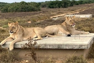 Jaskinie Cango, słonie w Addo i Garden Route: Port Elizabeth