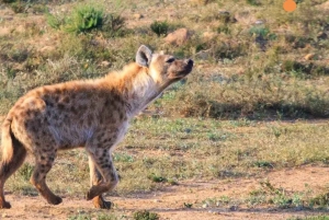 Jaskinie Cango, słonie w Addo i Garden Route: Port Elizabeth