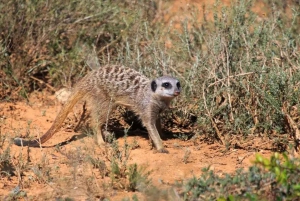 Jaskinie Cango, słonie w Addo i Garden Route: Port Elizabeth