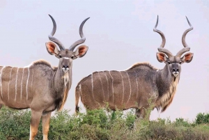 Jaskinie Cango, słonie w Addo i Garden Route: Port Elizabeth