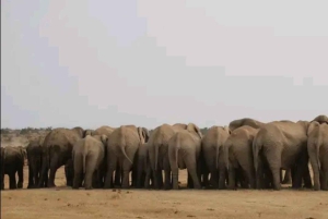 Jaskinie Cango, słonie w Addo i Garden Route: Port Elizabeth