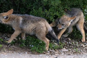 Jaskinie Cango, słonie w Addo i Garden Route: Port Elizabeth