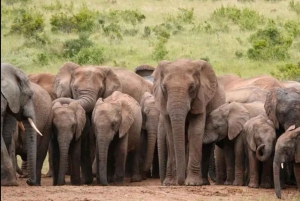 Jaskinie Cango, słonie w Addo i Garden Route: Port Elizabeth