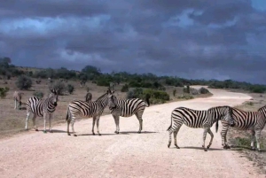 Jaskinie Cango, słonie w Addo i Garden Route: Port Elizabeth