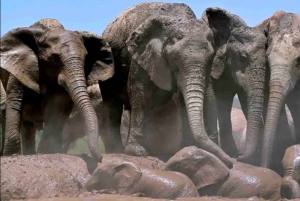 Jaskinie Cango, słonie w Addo i Garden Route: Port Elizabeth