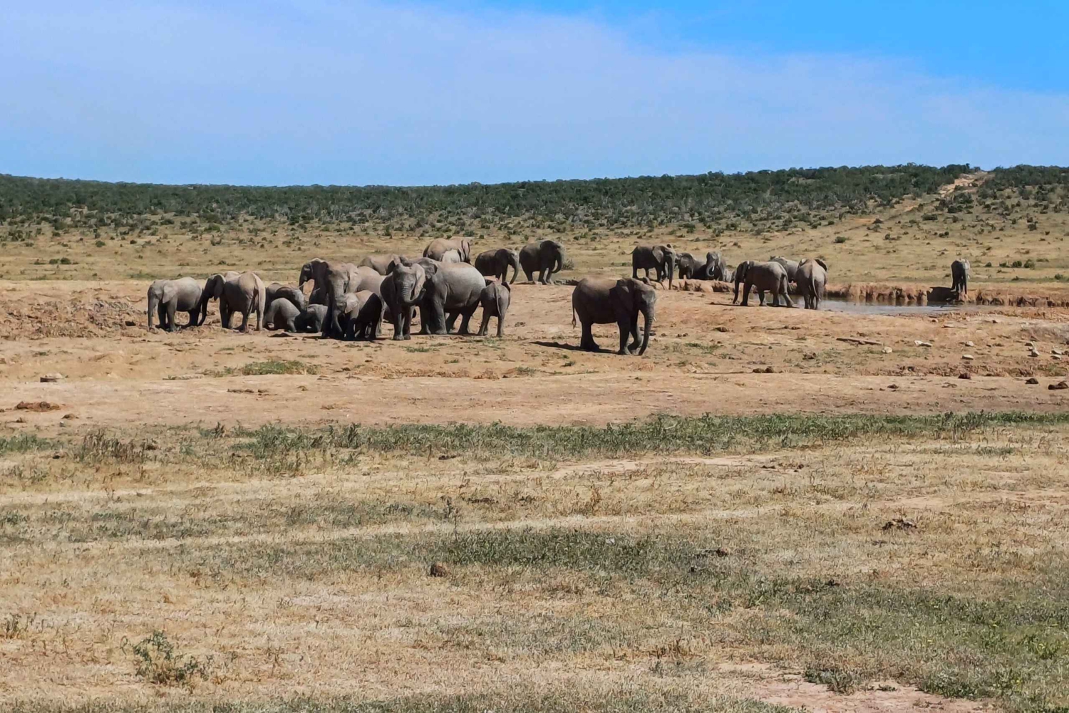 Port Elizabeth: Addo Elephant National Park Safari Tour