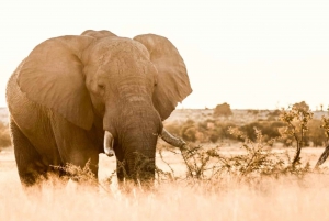 Двухдневная экскурсия в Национальный парк слонов Аддо: Порт-Элизабет