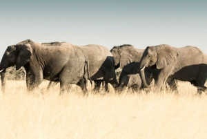 Двухдневная экскурсия в Национальный парк слонов Аддо: Порт-Элизабет