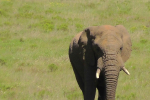 Двухдневная экскурсия в Национальный парк слонов Аддо: Порт-Элизабет